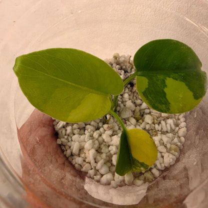 Monstera Yellow Marilyn Variegated – Exact Plant (7) See Description