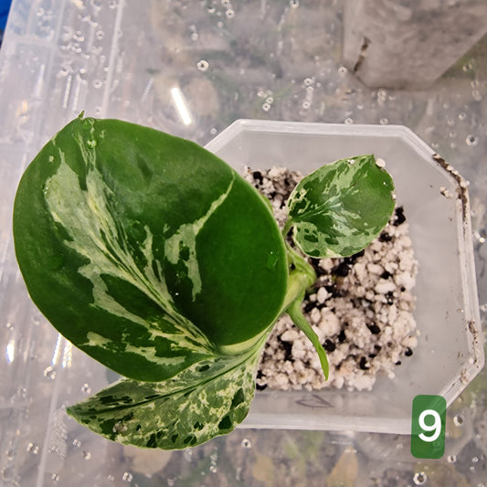 Monstera Bulbasaur – Choose Your Exact Plant (Acclimatising TC Batch) see description