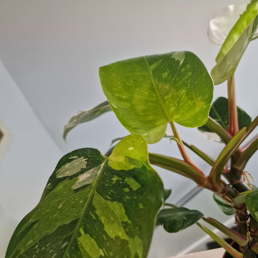 Philodendron Fresh Aurea Rare Houseplant 17cm pot