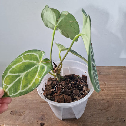 Ecuagenera Rehab Anthurium with noID (C29)
