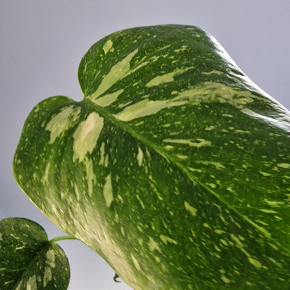 Monstera Thai Constellation Rare Houseplant 11cm pot (12)
