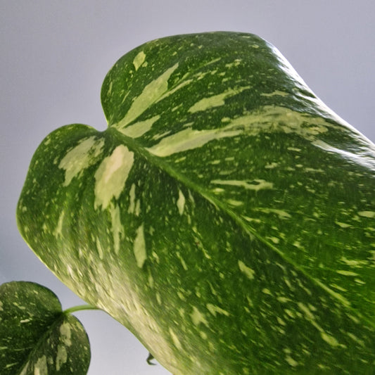 Monstera Thai Constellation Rare Houseplant 11cm pot (12)