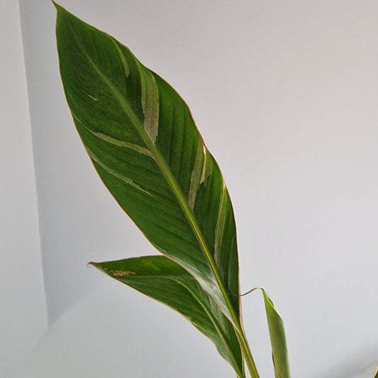 Musa Nono Rare Houseplant approx 50cm tall 10.5cm pot (5)