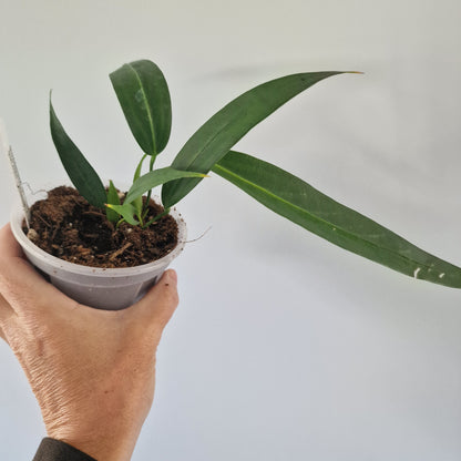 Ecuagenera Rehab Anthurium wendlingeri
