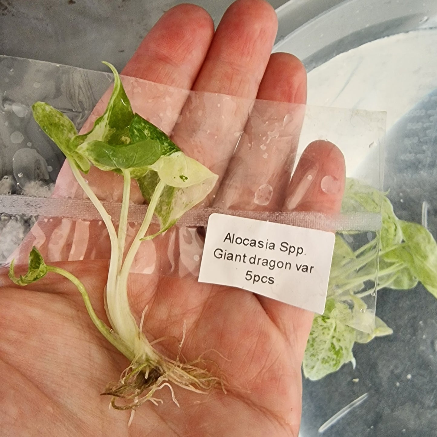 Tissue Culture Plant - Pre-order - please see description