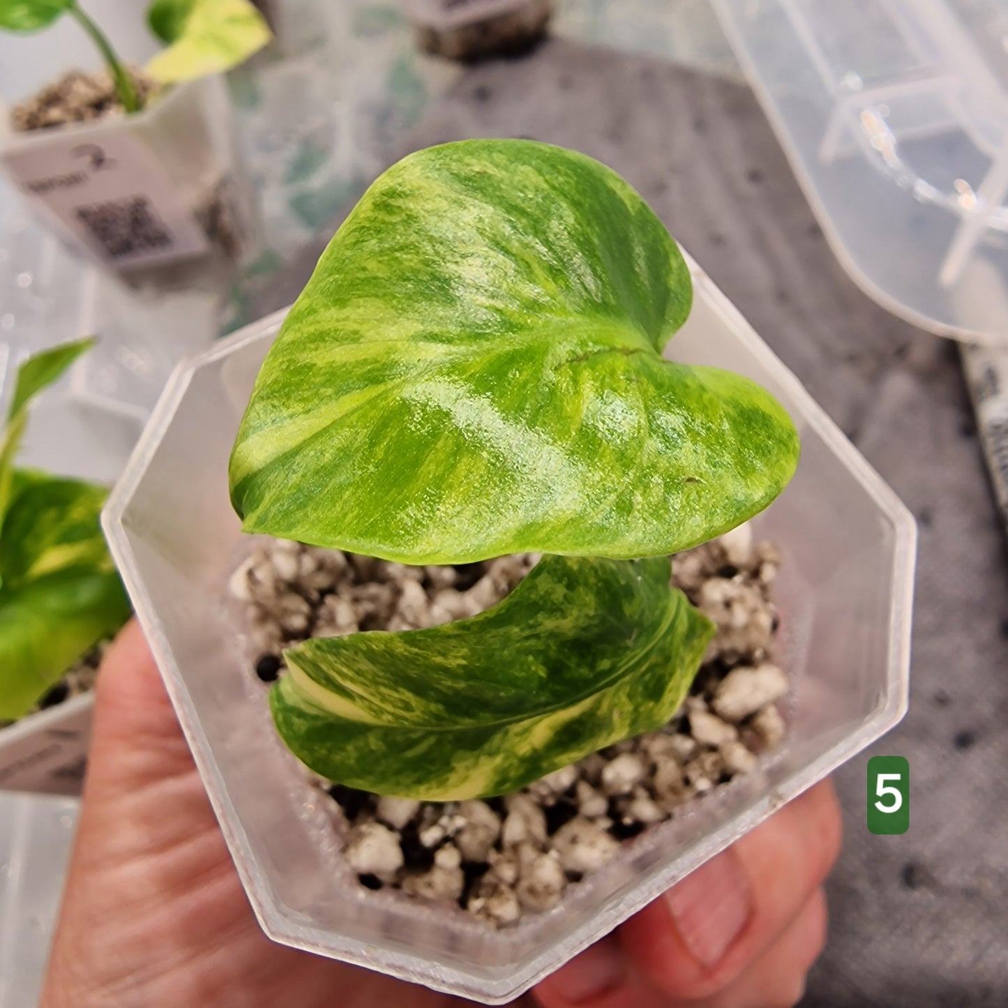 PRE-ORDER – Monstera Aurea – Select Your Plant