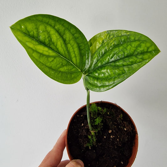 Monstera Variegated Peru Rare Houseplant 9cm pot (1)
