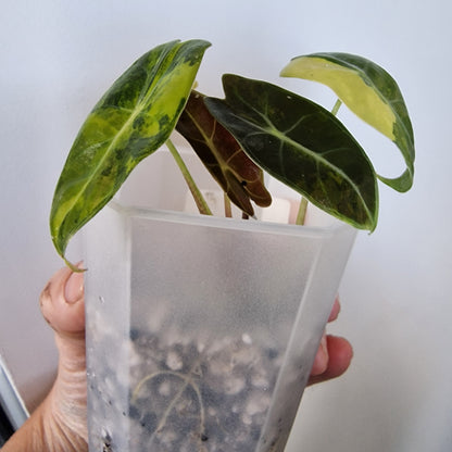 Alocasia Suhirmaniana Aurea Variegation – Exact Plant (7)
