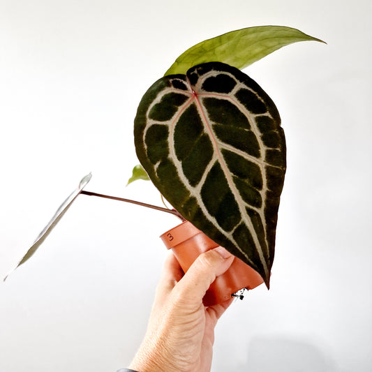 Anthurium Michelle by DocBlock Houseplant 9cm pot (3)