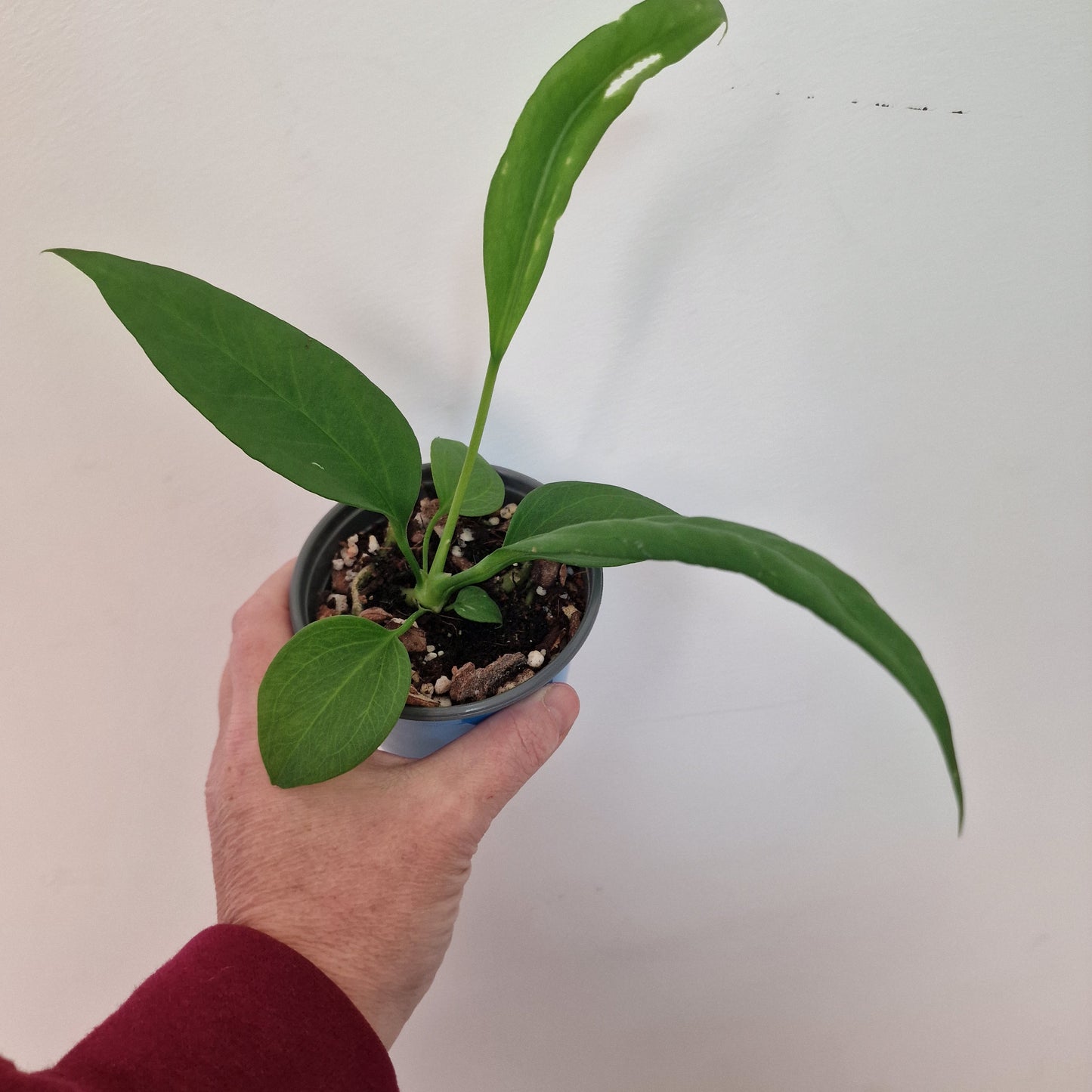 Anthurium Vittarifolium Rare Houseplant 9cm pot #2