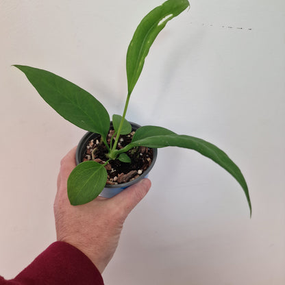 Anthurium Vittarifolium Rare Houseplant 9cm pot #2
