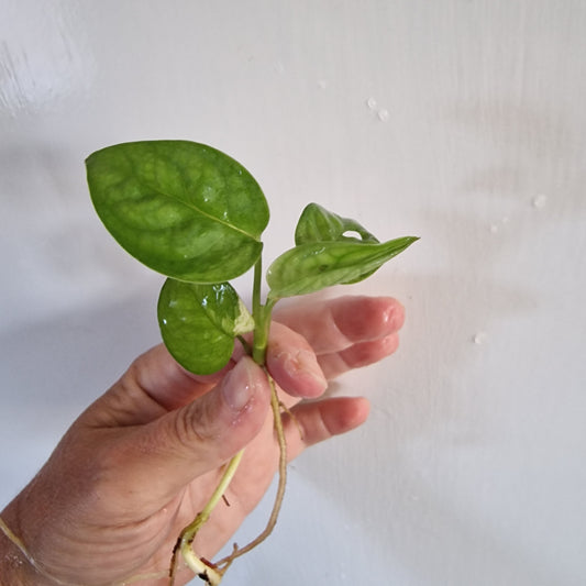Monstera Adansonii reverted rooted in Water