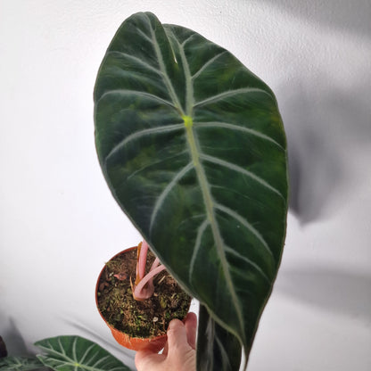 Alocasia Pink Dragon – 12cm Pot