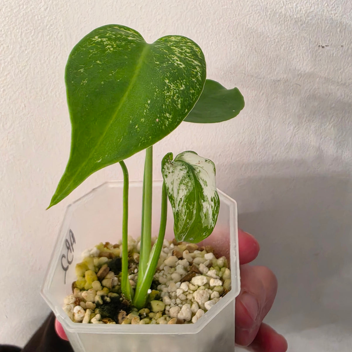 Monstera Devil Variegated – Exact Plant- AB2