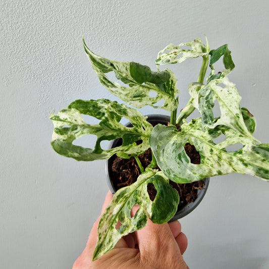 Monstera Frozen Freckles Rare Houseplant 9cm pot