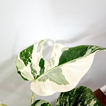 Monstera Albo Super White Houseplant 15cm pot (3)