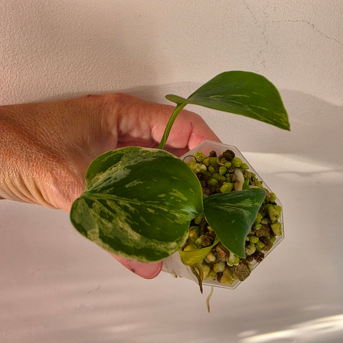 🌿 THE MOTHER OF ALL MONSTERA BUNDLES - SEE DESCRIPTION! 🌿