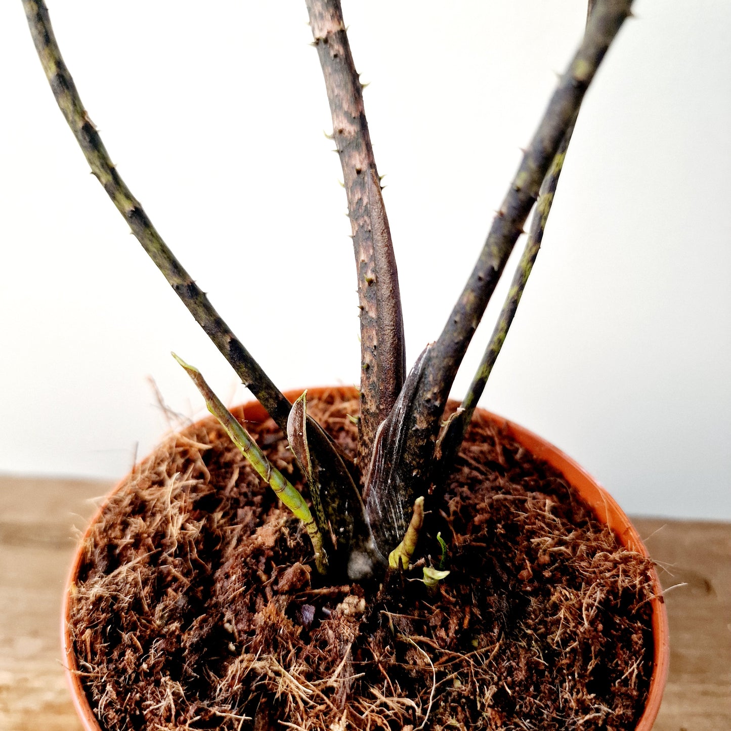 Alocasia Black Jack (Cyrtosperma Johnstonii Black Jack) Houseplant 10.5cm pot