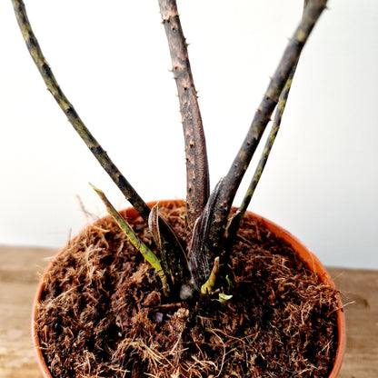 Alocasia Black Jack (Cyrtosperma Johnstonii Black Jack) Houseplant 10.5cm pot