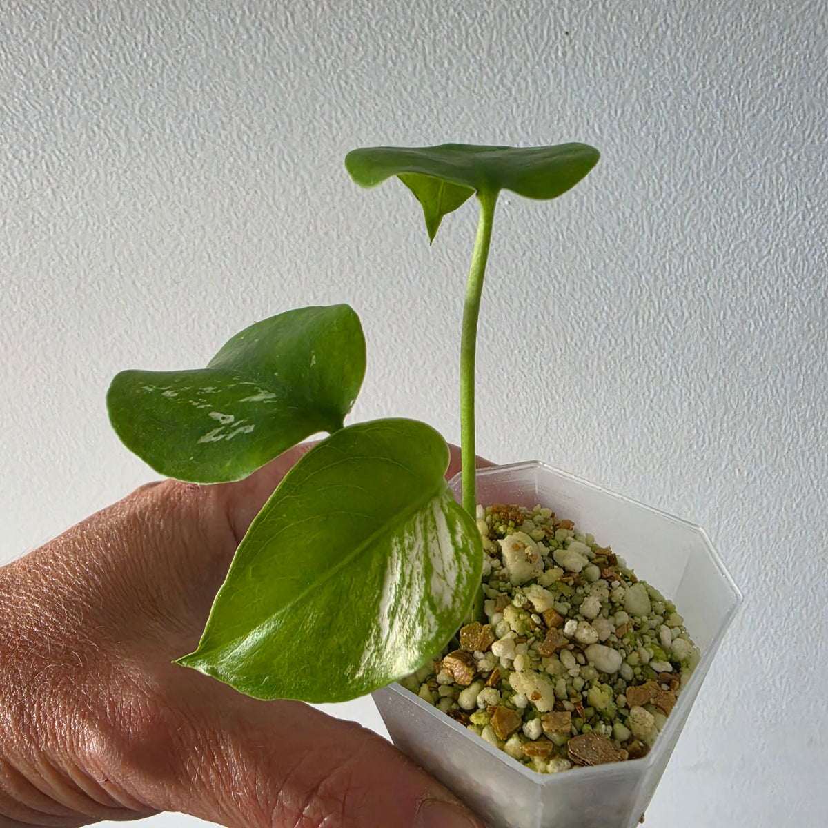 Monstera Devil Tissue Culture see description