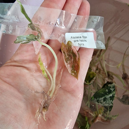 Tissue Culture Plant - Pre-order - please see description