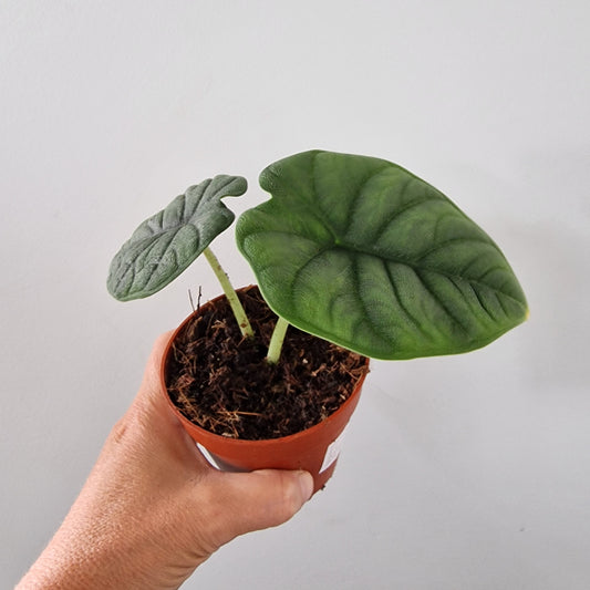 Alocasia Melo Rare Houseplant 9cm pot