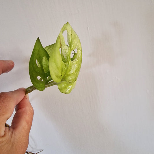 Monstera Adansonii Lightly Variegated rooted in Water