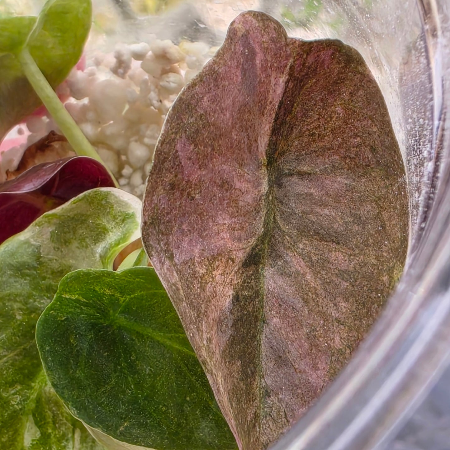 Alocasia Cuprea Pink Spot Tissue Culture 🌸 see description