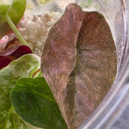 Alocasia Cuprea Pink Spot Tissue Culture 🌸 see description