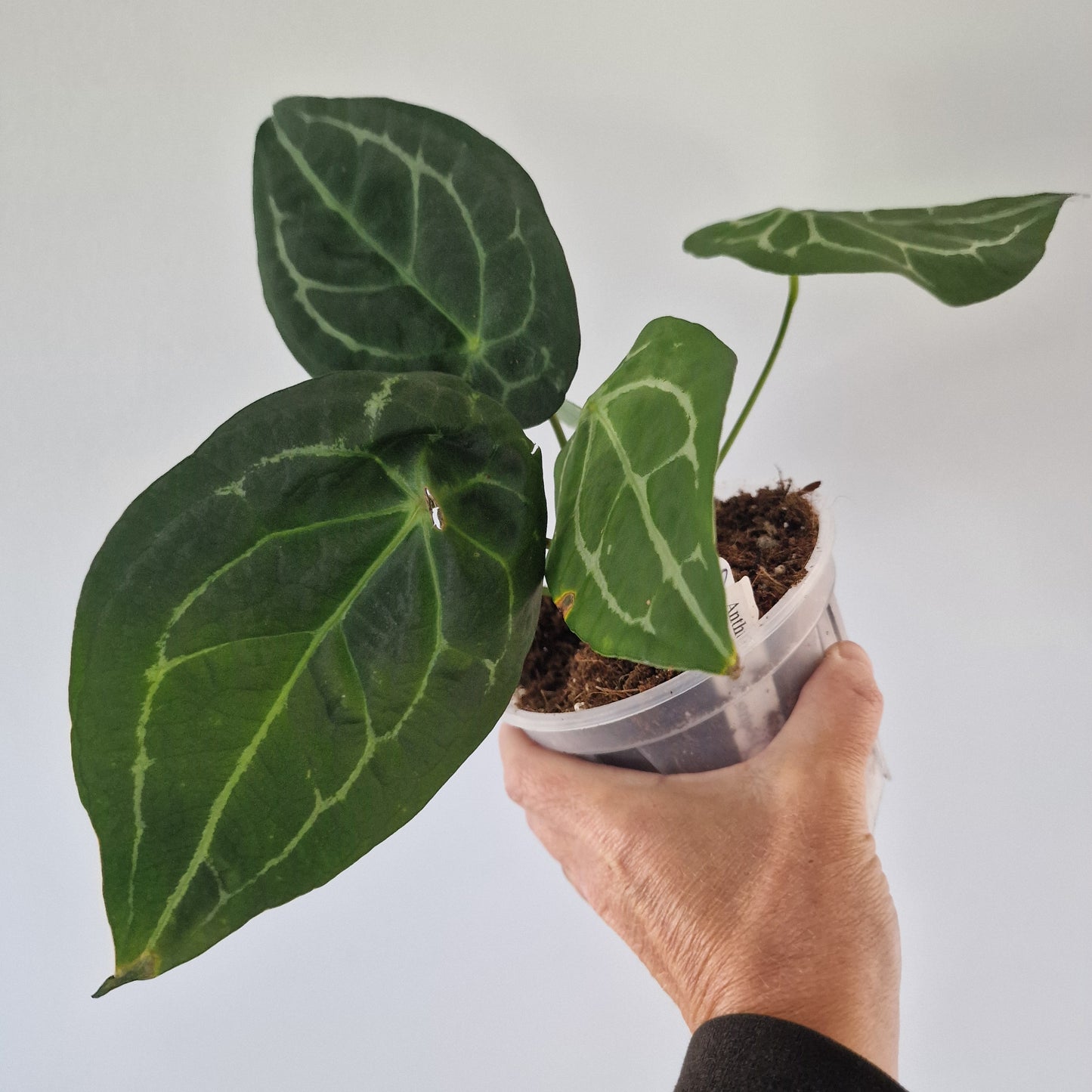 Ecuagenera Rehab Anthurium forgetii white stripes