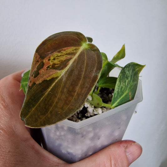 Philodendron Melanochrysum Variegated  – Young Exact Plant (#1)