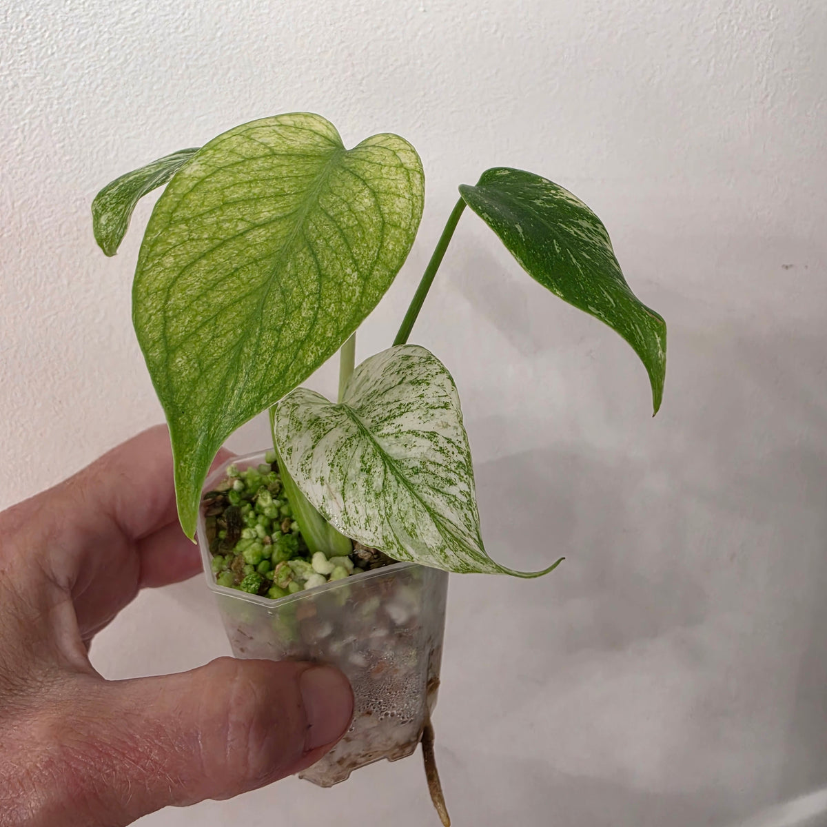 🌿 MONSTERA BUNDLE - SEE DESCRIPTION!