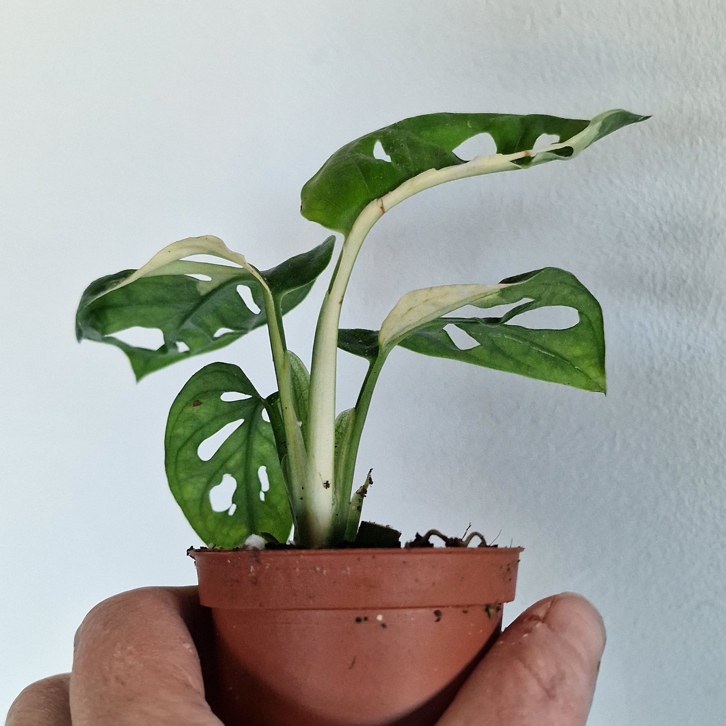 Monstera Adansonni Variegated (#b)