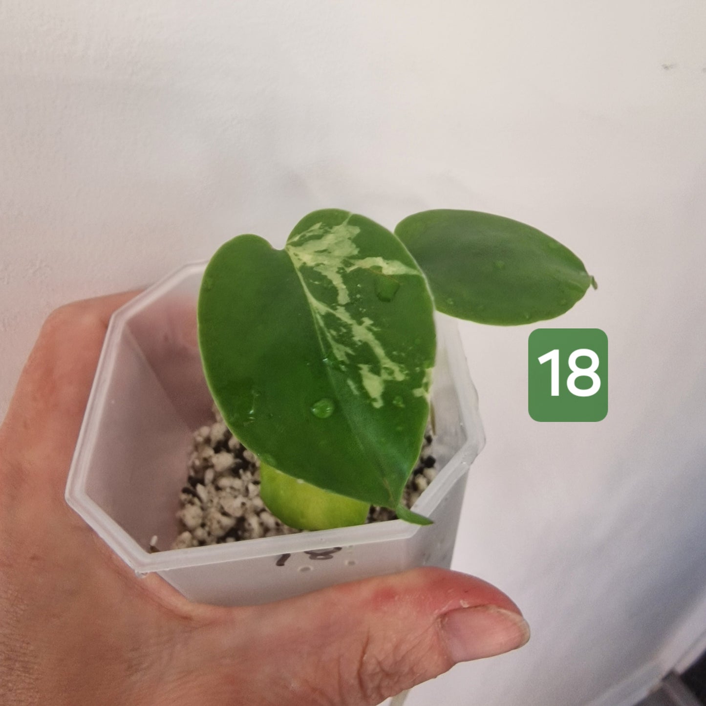 Monstera Bulbasaur – Choose Your Exact Plant see description
