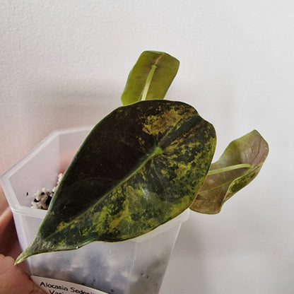 Alocasia Sedenii Variegated – Exact Plant (#2)