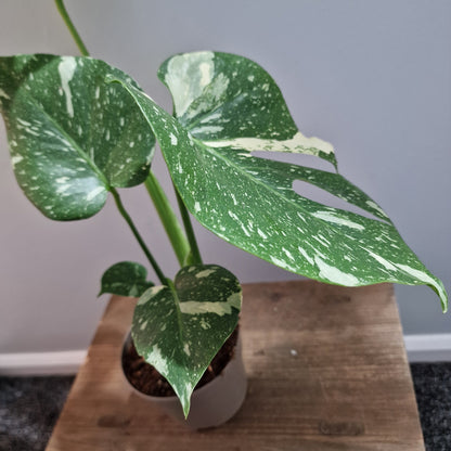 Monstera Thai Constellation Houseplant 12cm pot (2)