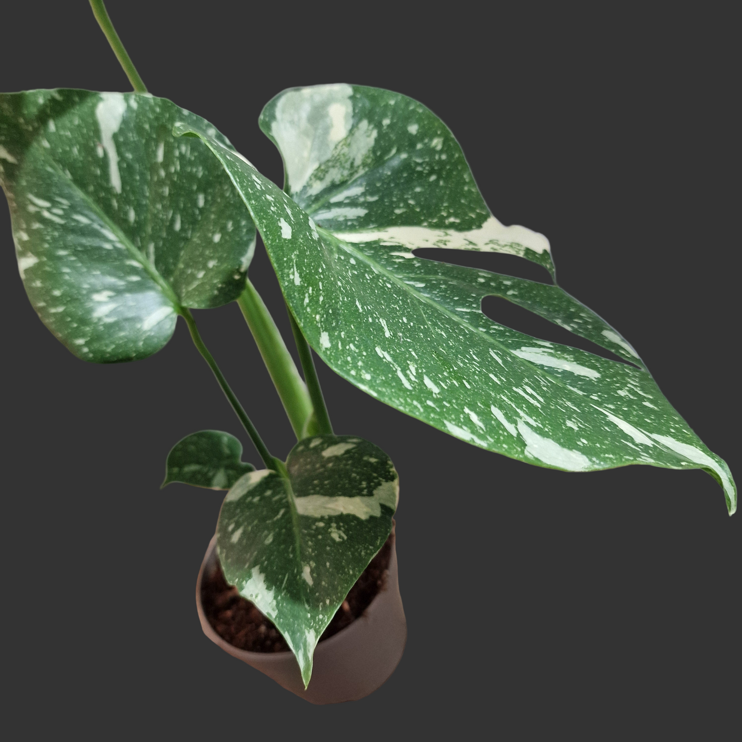 Monstera Thai Constellation Houseplant 12cm pot (2)