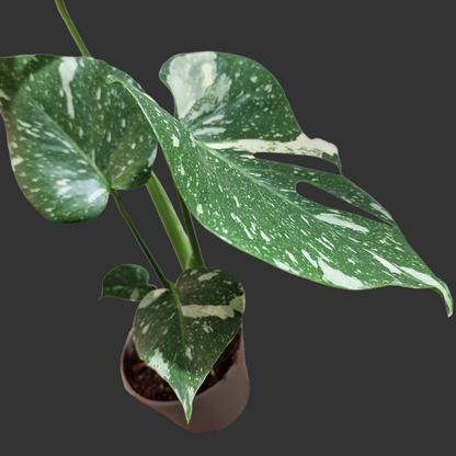 Monstera Thai Constellation Houseplant 12cm pot (2)