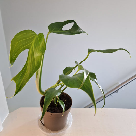 Monstera Burle Marx Flame Rare  Houseplant 13cm pot (1)