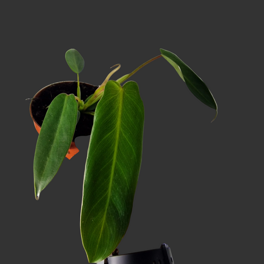 Philodendron Spiritus Sancti – 11cm Pot