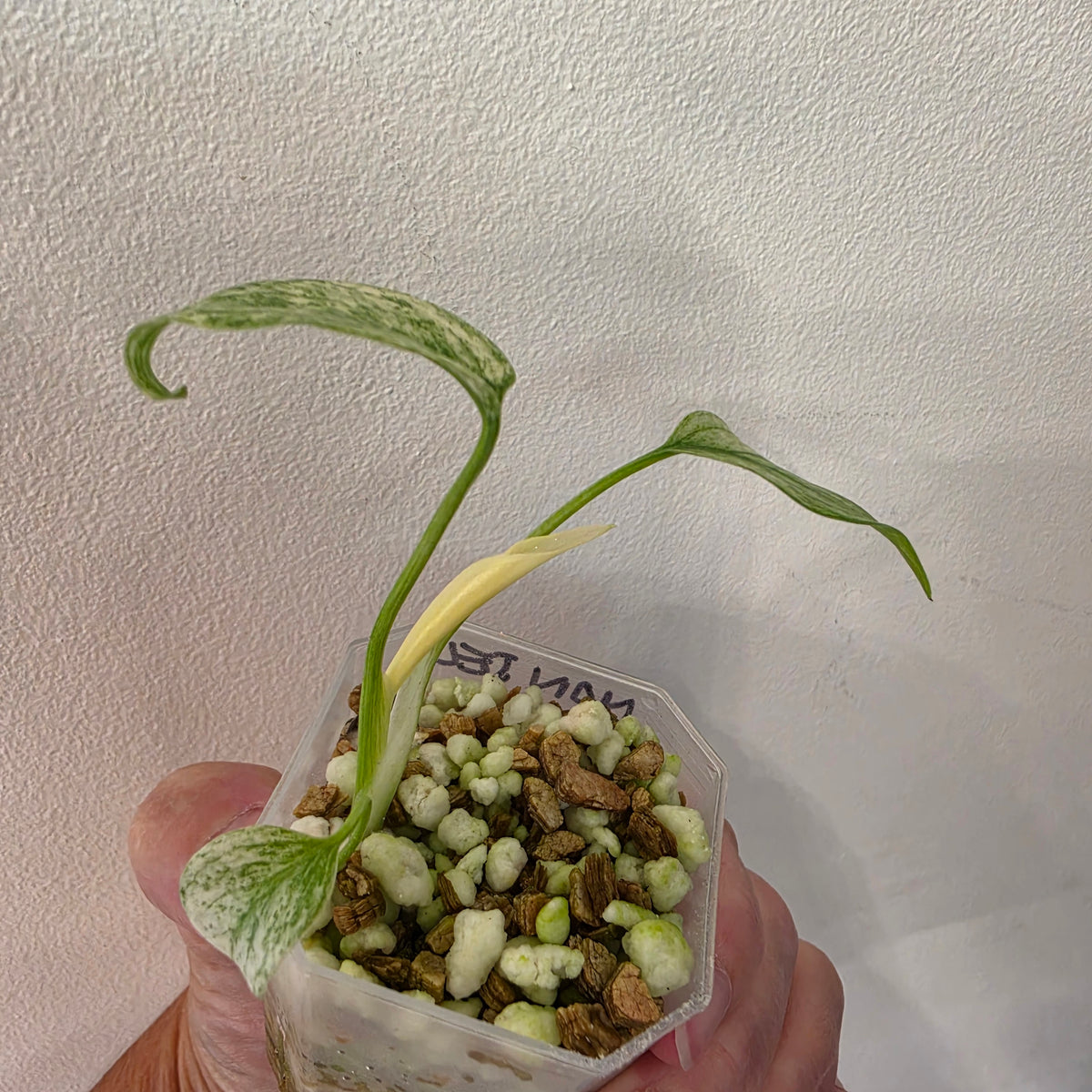 Monstera Deliciosa Thai Mint – Exact Plant #2