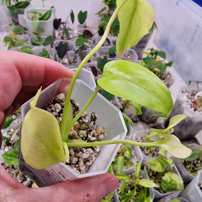 Monstera Crème Brûlée Fully Aurea - 5cm pot