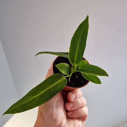 Anthurium Warocqueanum – 6cm Pot
