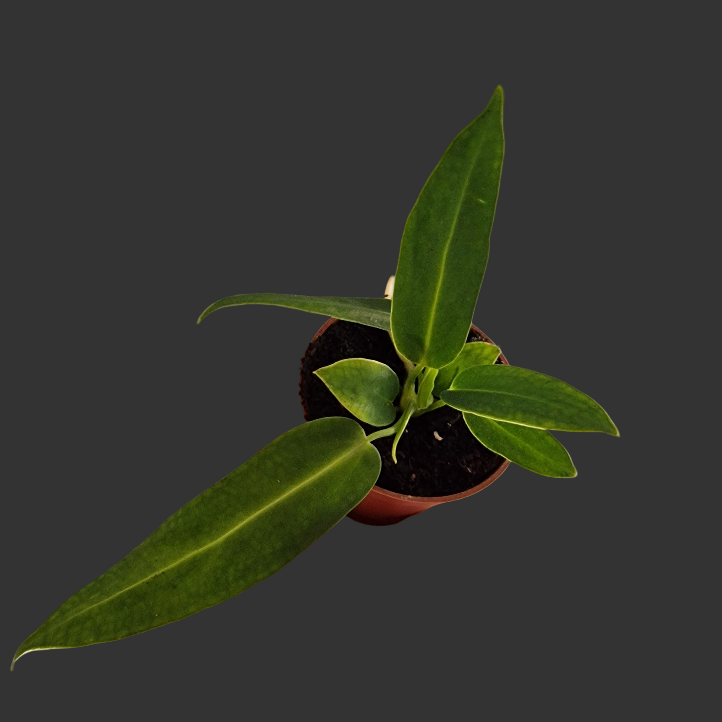 Anthurium Warocqueanum – 6cm Pot