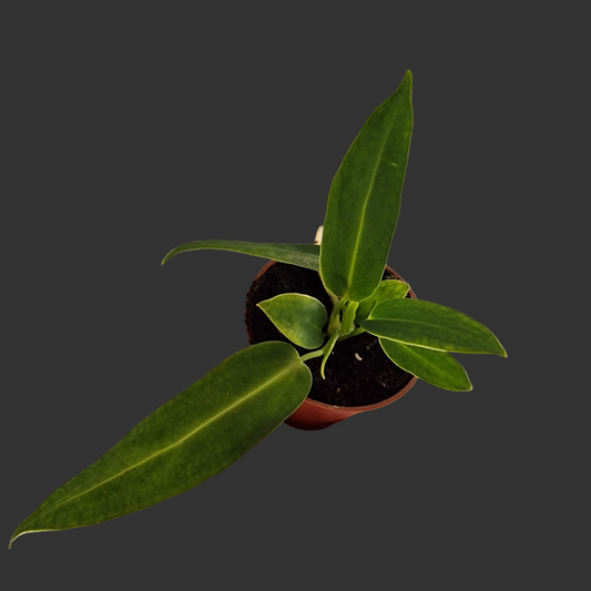 Anthurium Warocqueanum – 6cm Pot