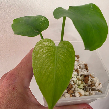 Monstera Devil – Acclimatised TC - Exact Plant (1) See Description
