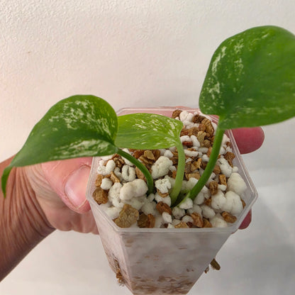 Monstera Devil – Acclimatised TC - Exact Plant (7) See Description