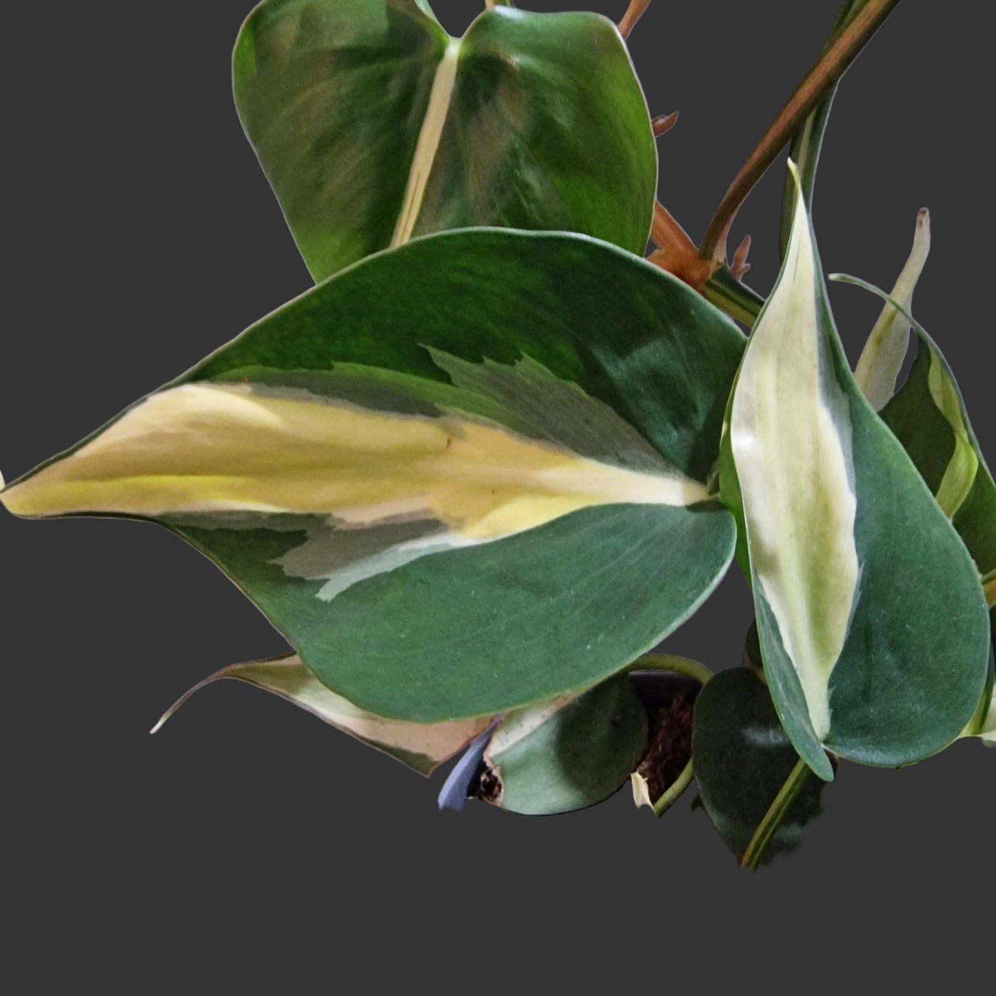 Philodendron Silver Stripe Houseplant 12cm pot