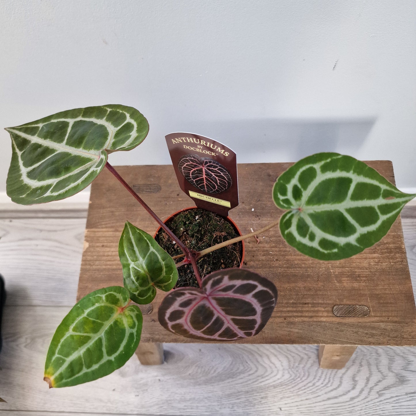 Anthurium Michelle by DocBlock – 9cm Pot (#4)