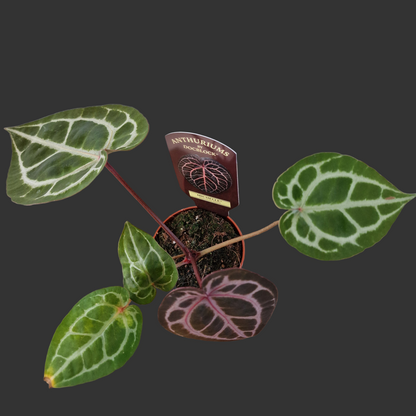 Anthurium Michelle by DocBlock – 9cm Pot (#4)